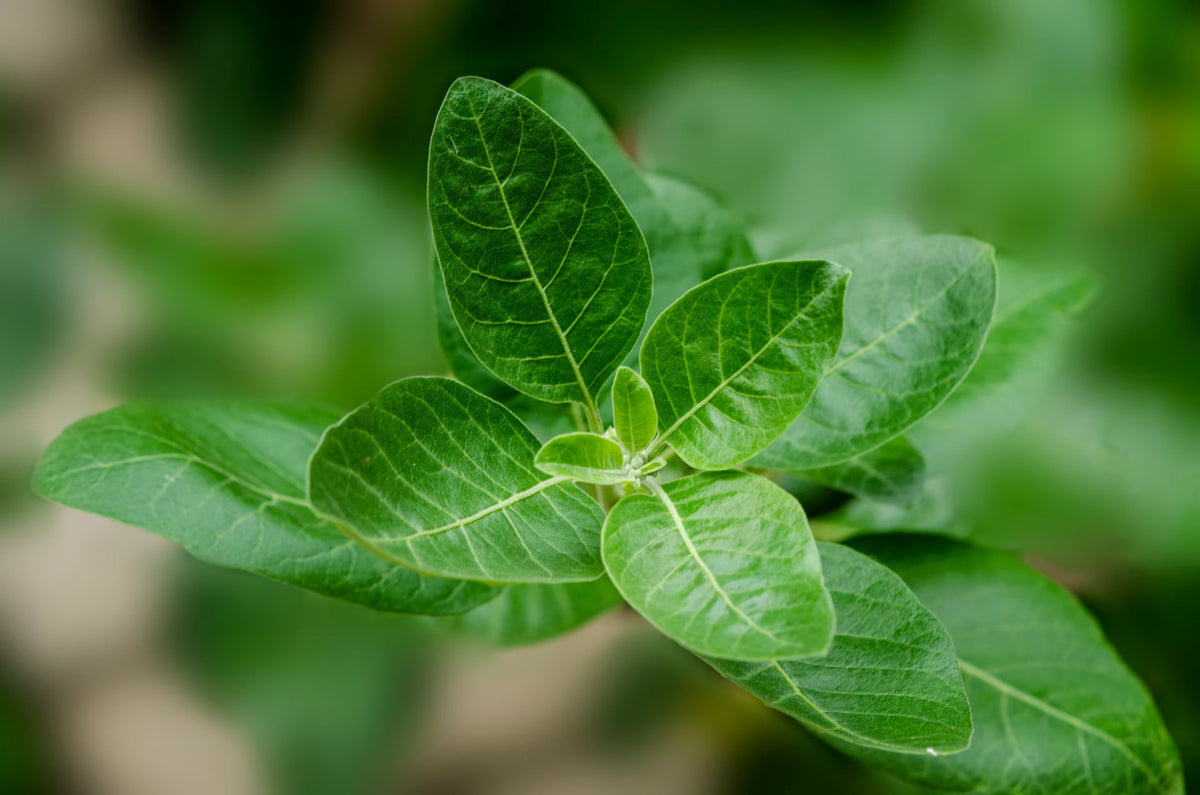 Ashwagandha for Stress: Benefits, Safety, and the Best Form to Take — Why Stress Feels So Hard to Fix 
 
 Most people don’t realize they’re stuck in a...