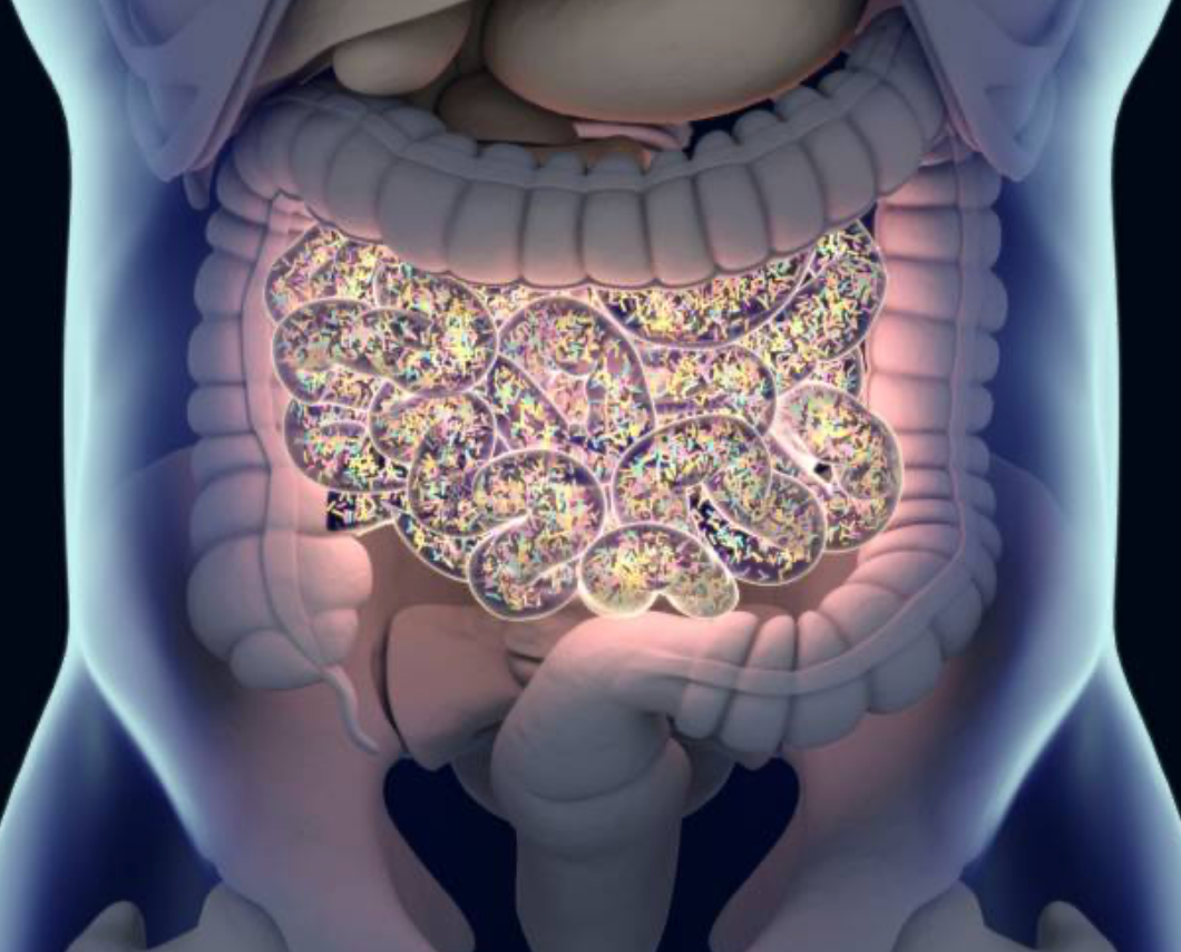 Digestive efficiency