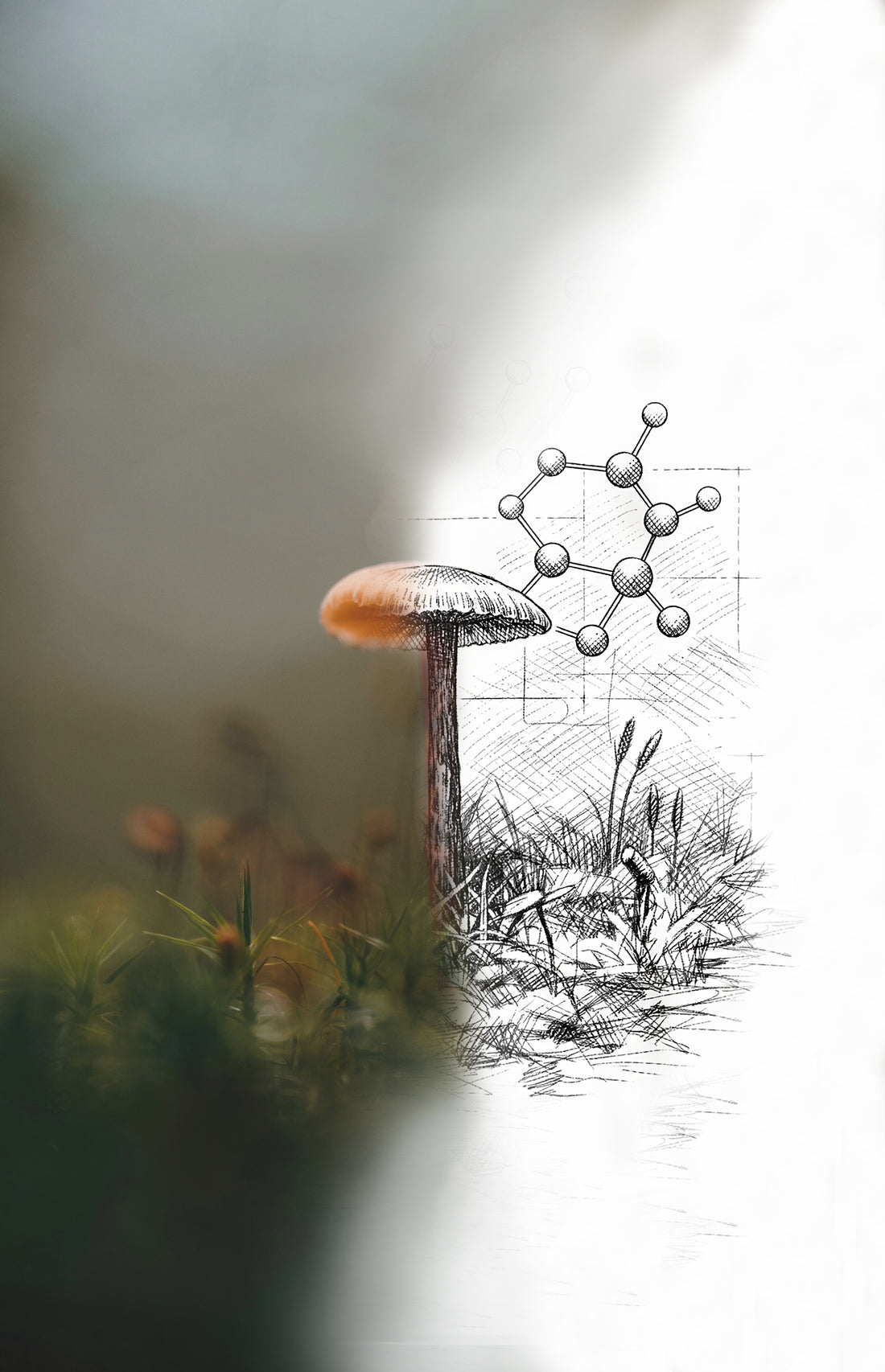 Mushroom in a forest with a molecular structure overlay