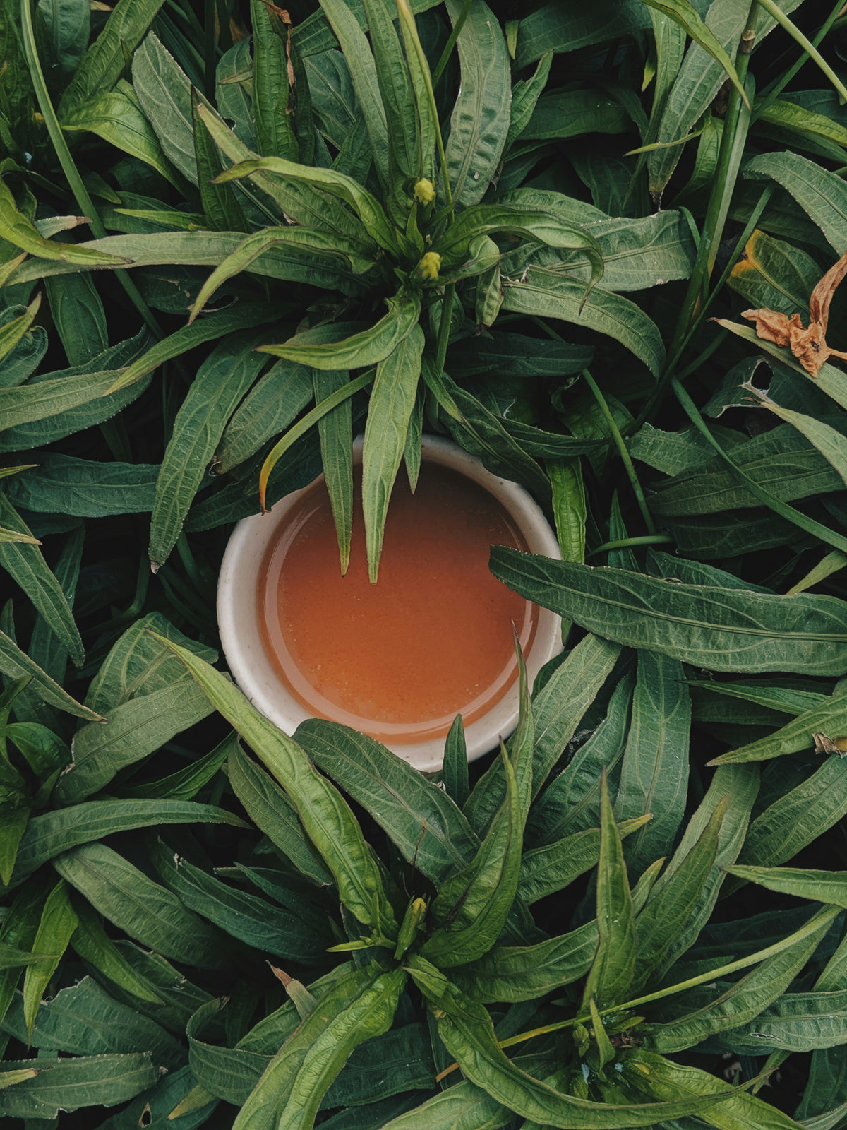 L-Theanine