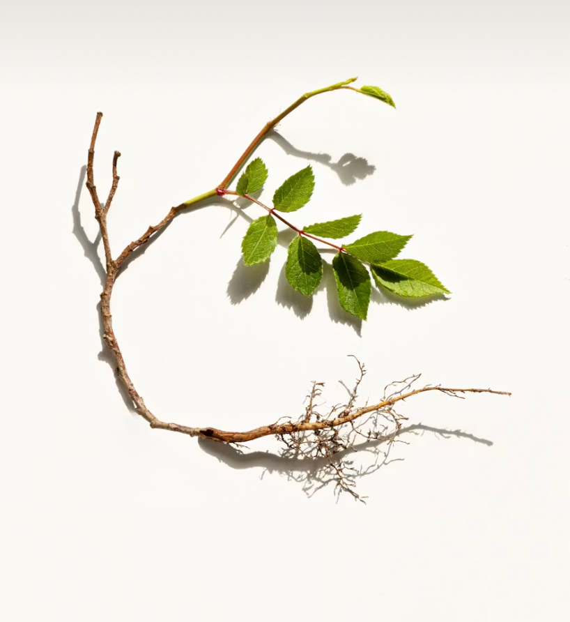 Clinically dosed root