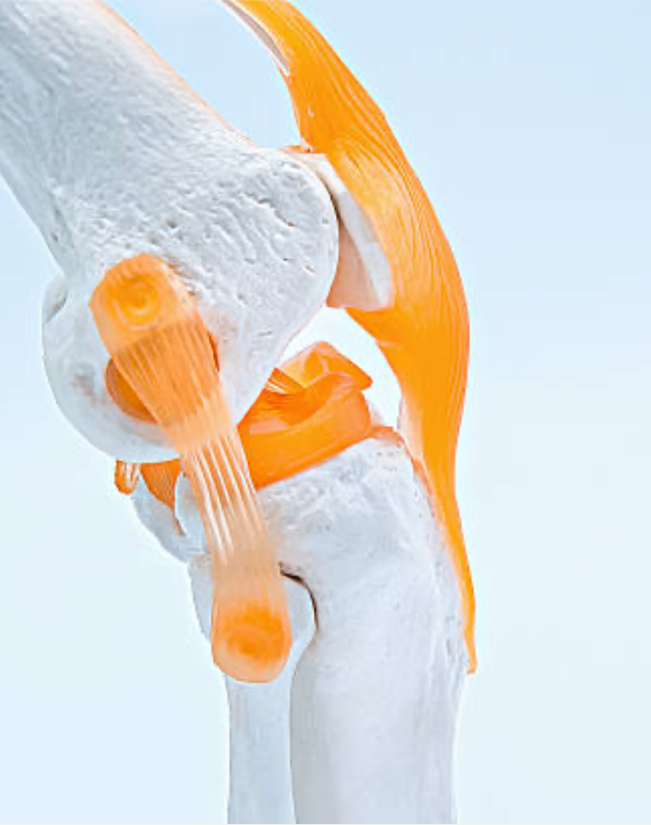 Cartilage support