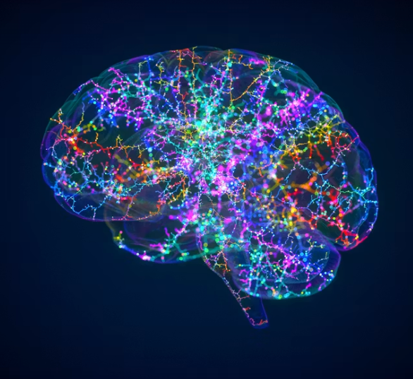 Daily brain wellness