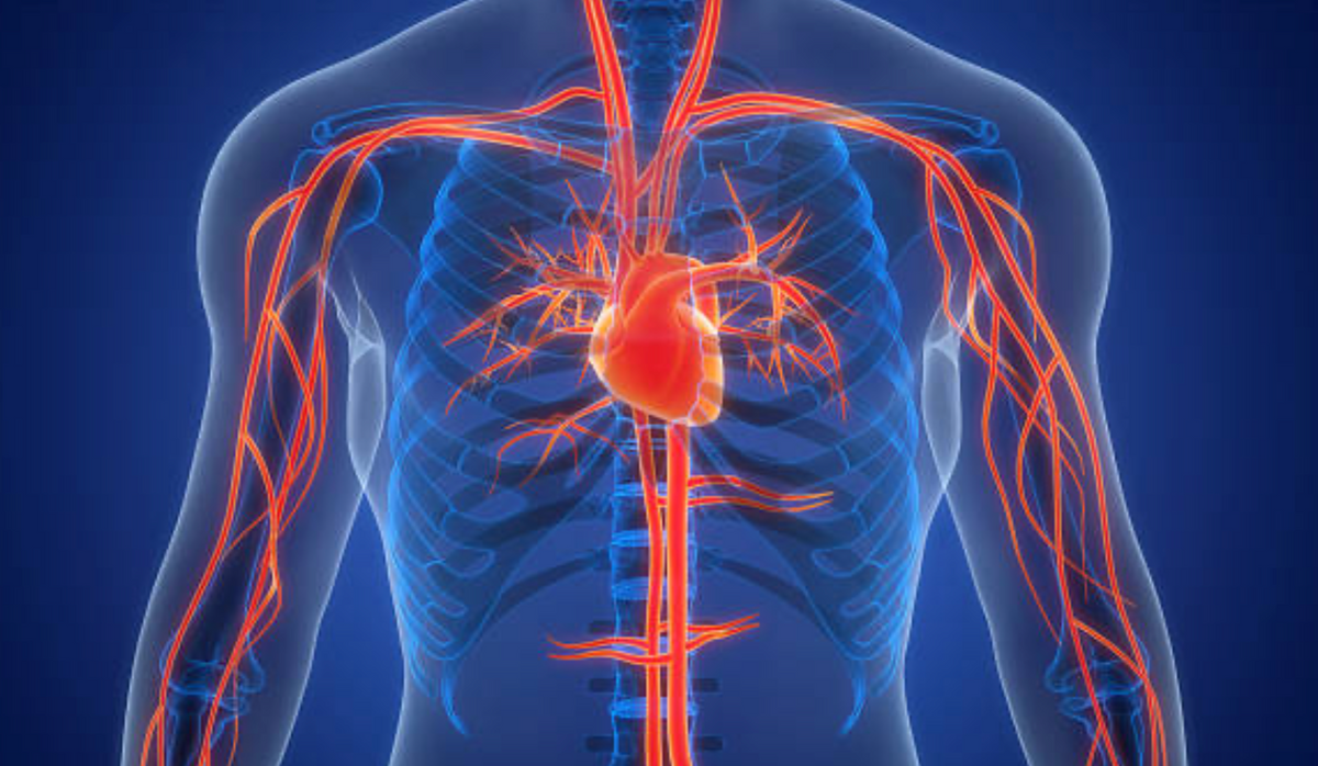 Circulatory support