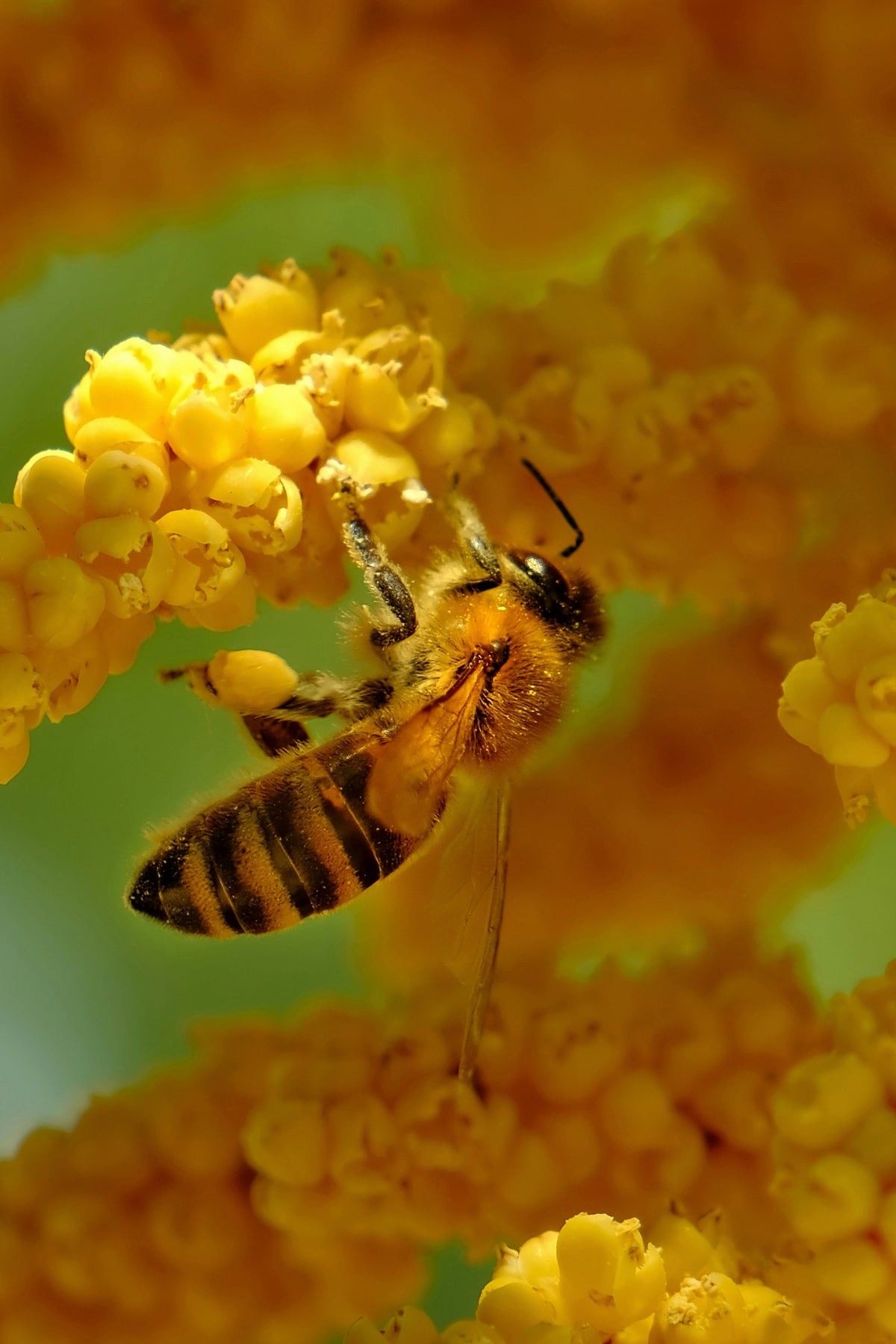Bee bread