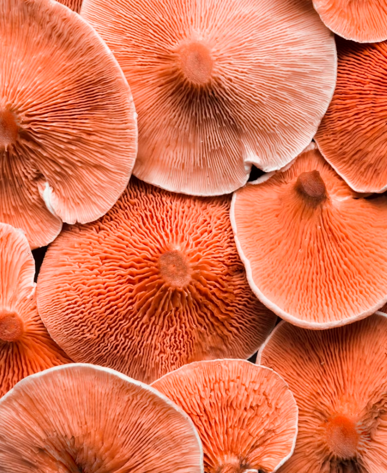 Immune resilience