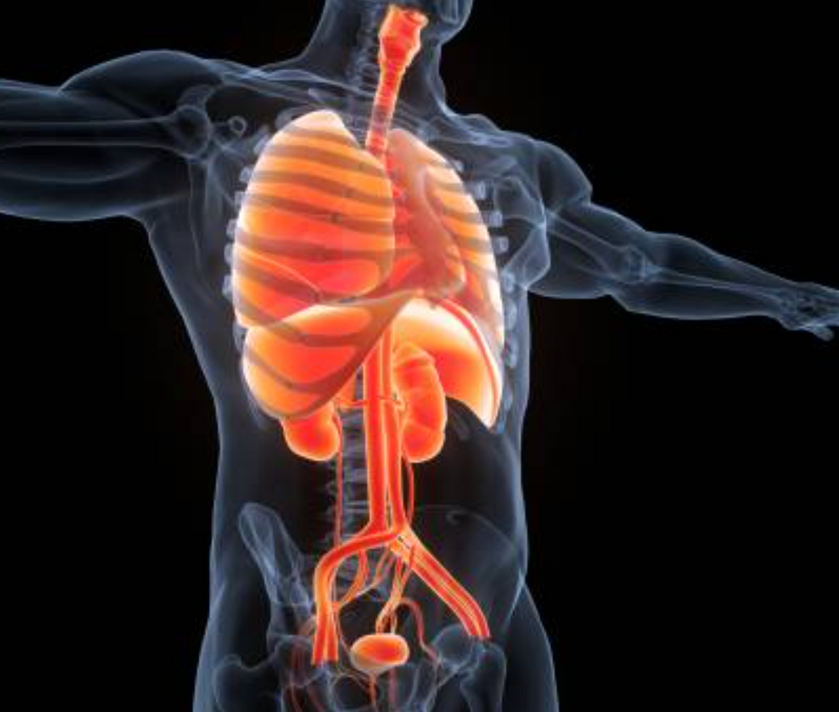 Liver function support