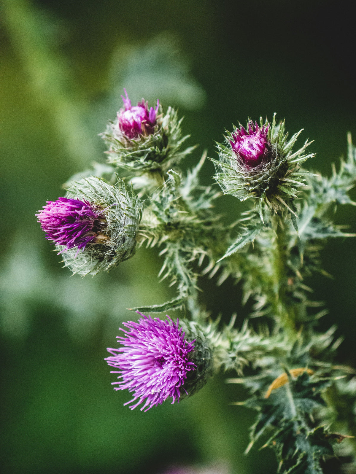 Milk Thistle + Organic Chlorella