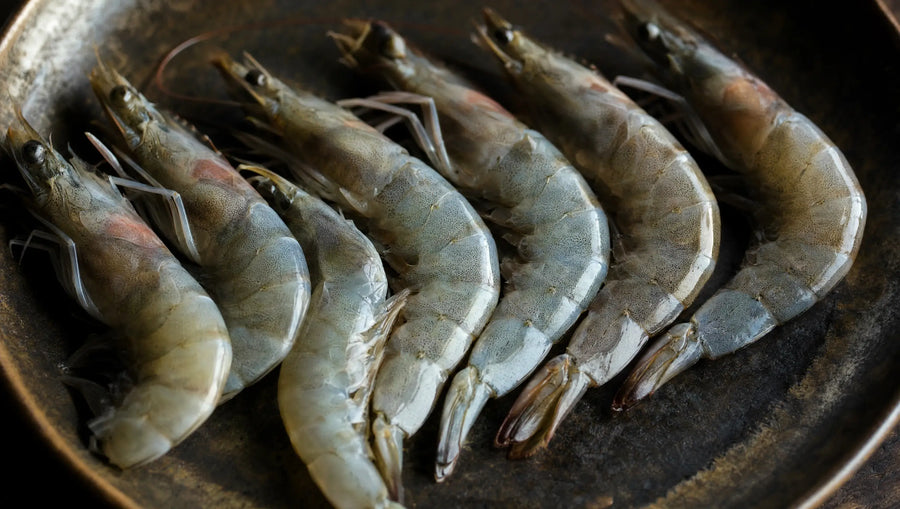 Shrimp