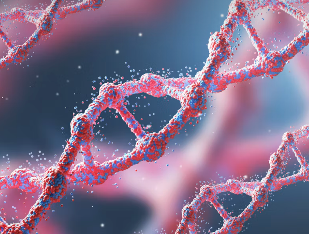 Muscle protein synthesis