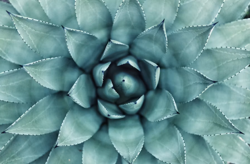 Absorb