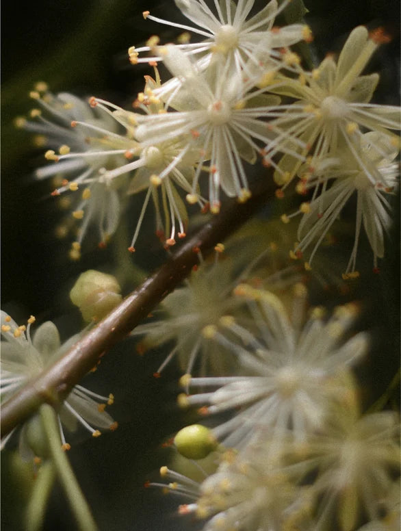 Botanical soothing