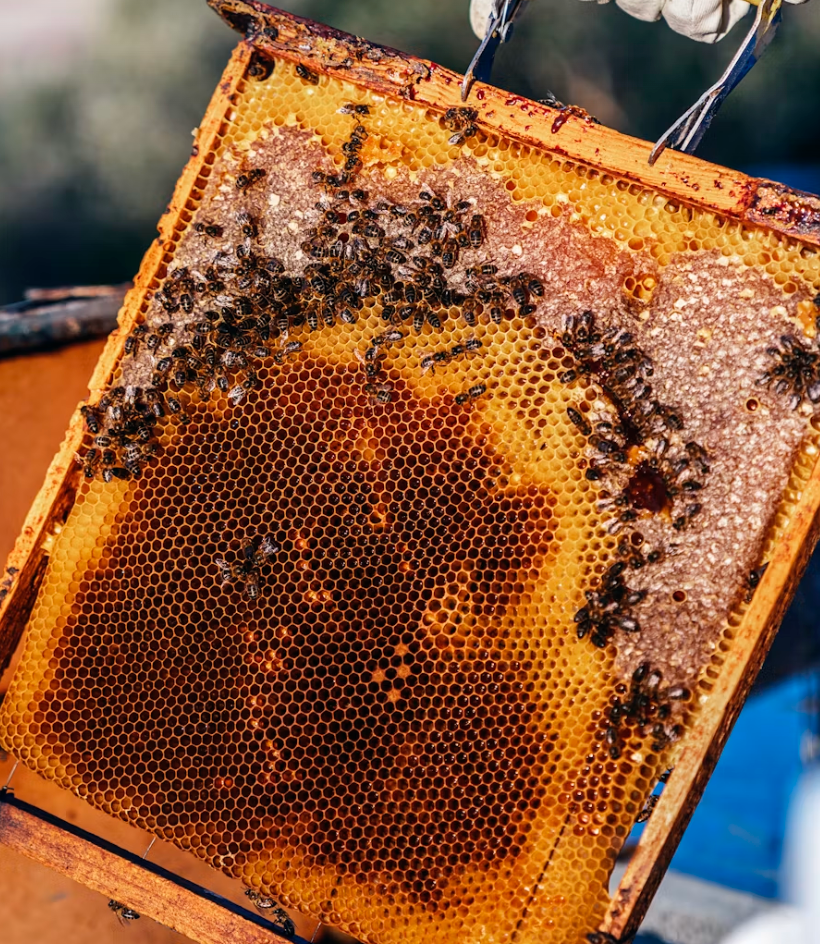 Propolis