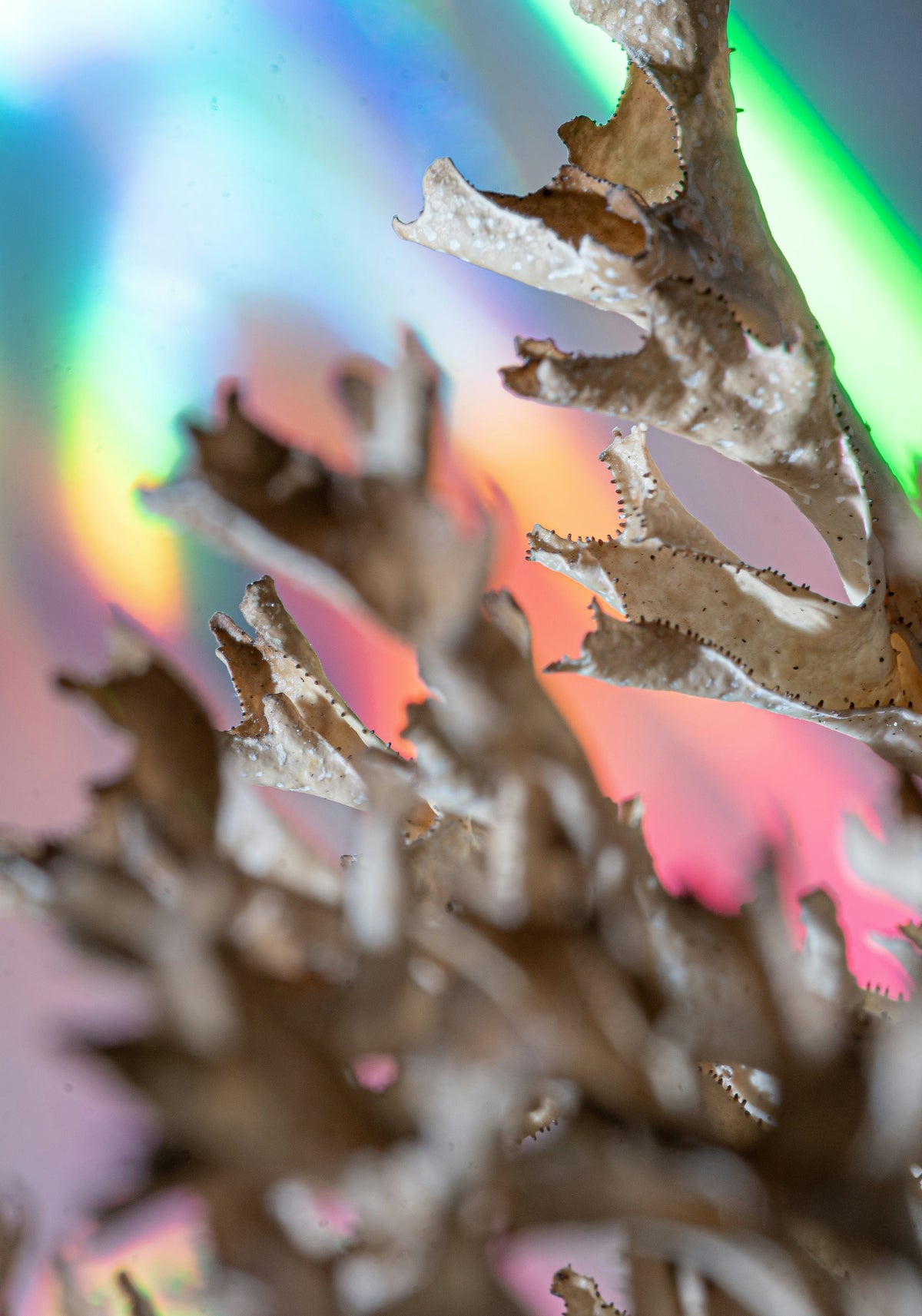 Full-spectrum blend