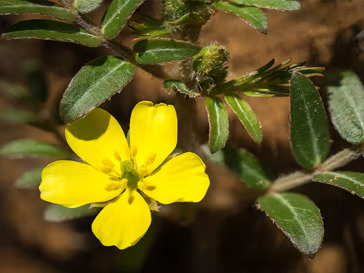 DHEA + Tribulus